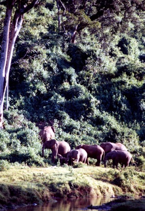 Elephants in the Aberdare Game Park