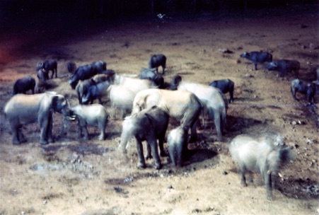 Wildlife on salt like in front of Treetops Hotel