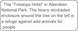 The &ldquo;Treetops Hotel&rdquo; in Aberdeen National Park. The heavy stockaded enclosure around the tree on the left is a refuge against wild animals for people